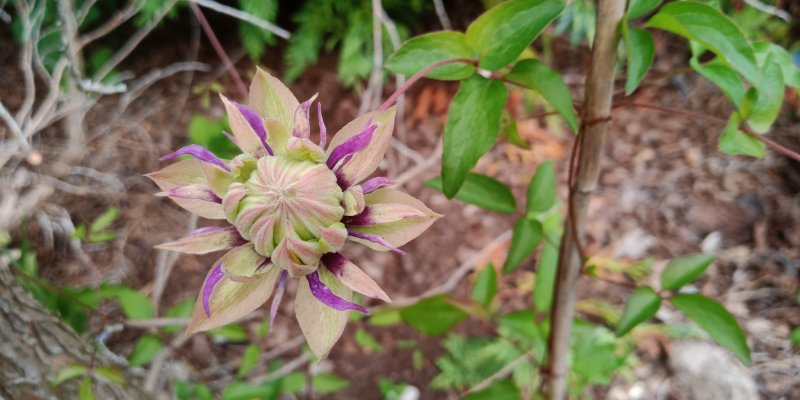 Clematis 'Taiga'